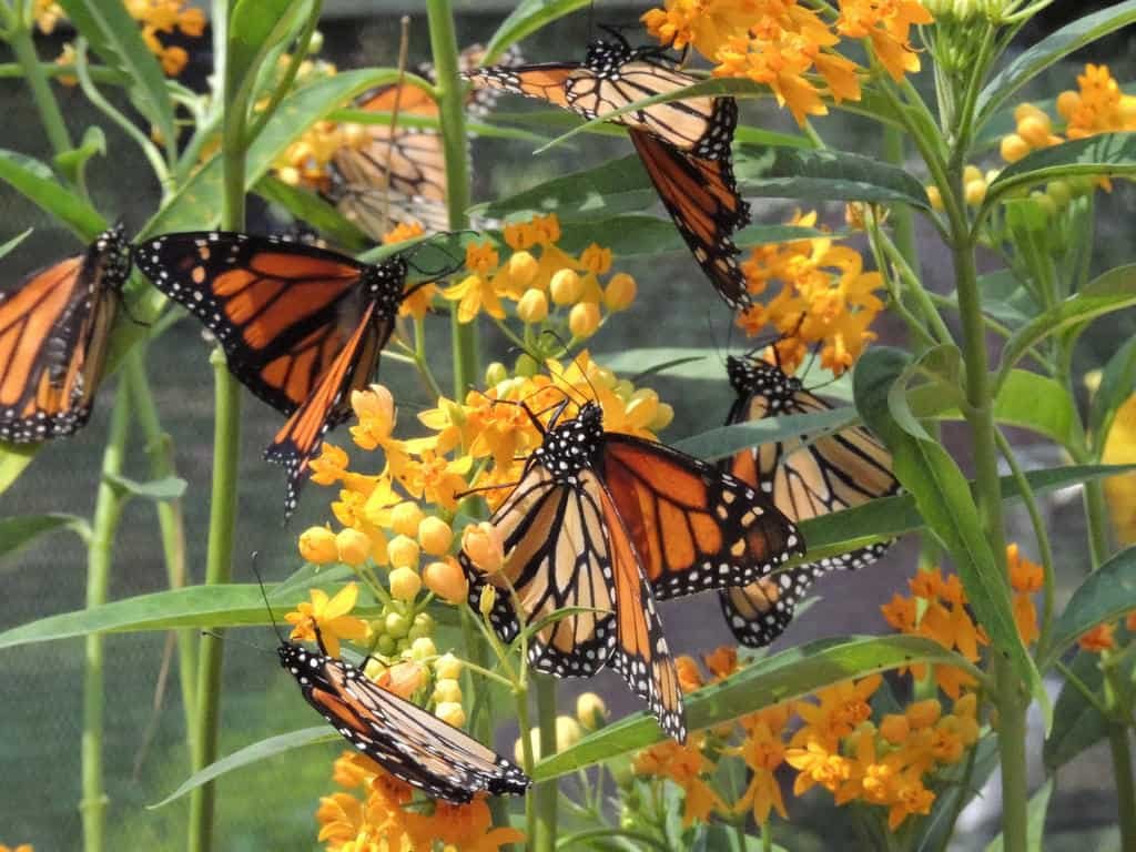All-A-Flutter Butterfly Farm