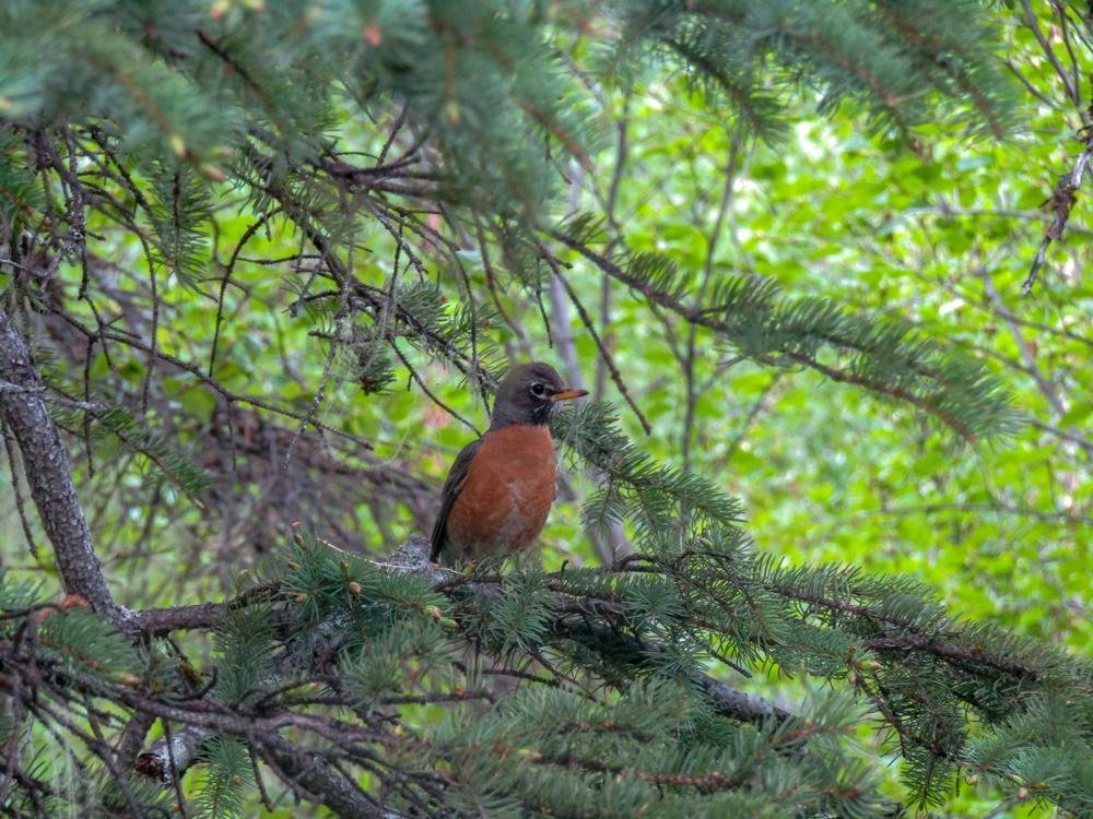 Bird Watching