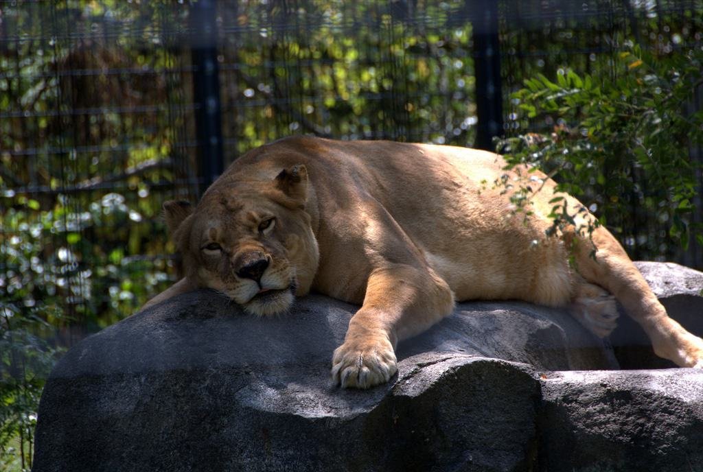 Blank Park Zoo