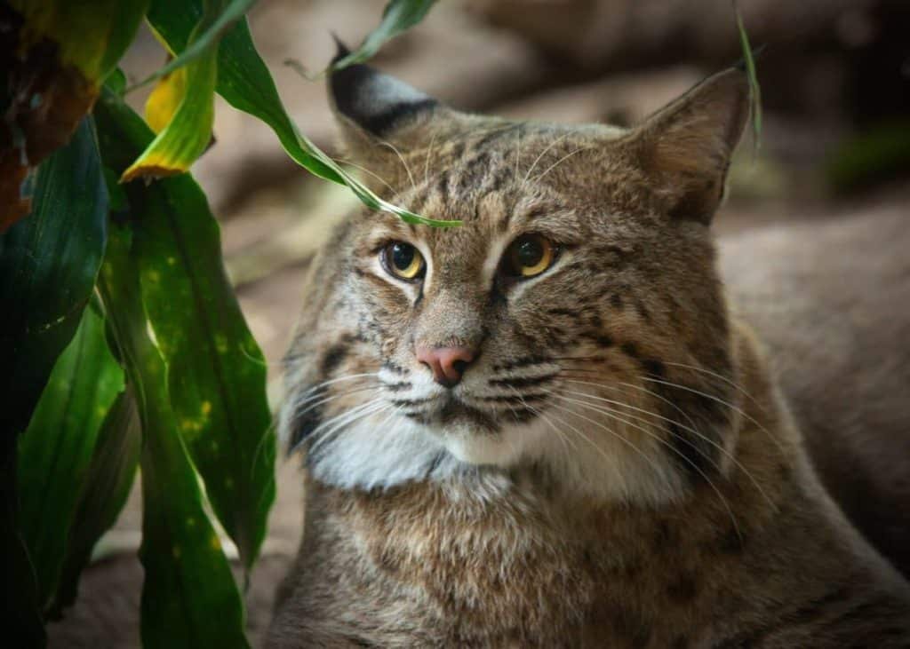 Connecticut's Beardsley Zoo