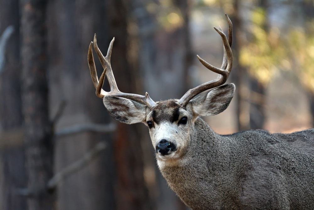 Mule Deer Near Country Club Trail