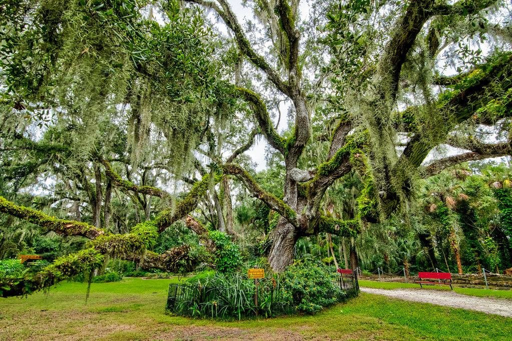 Dunlawton Sugar Mill Gardens