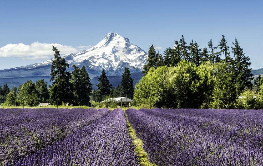 Mt. Hood