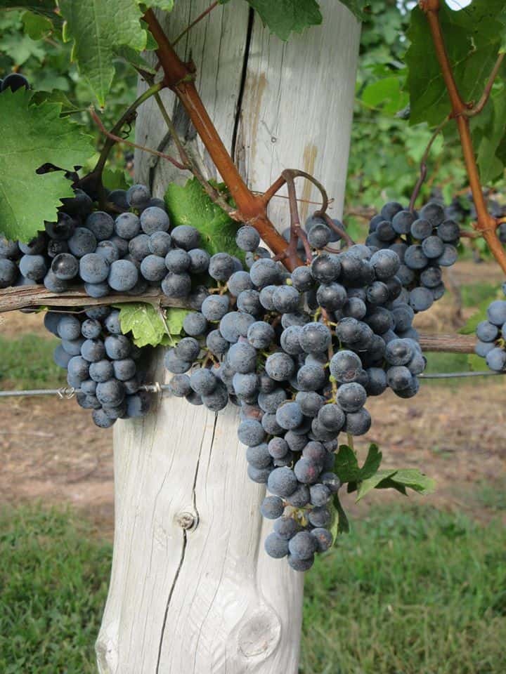 Gouveia Vineyards
