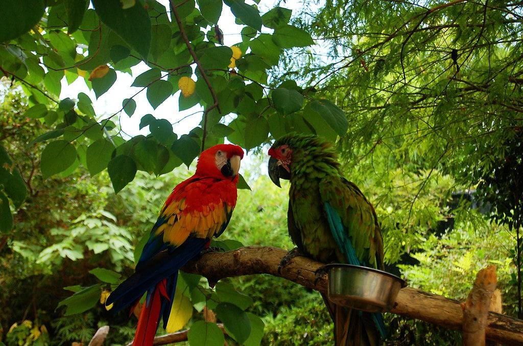 Gulf Breeze Zoo