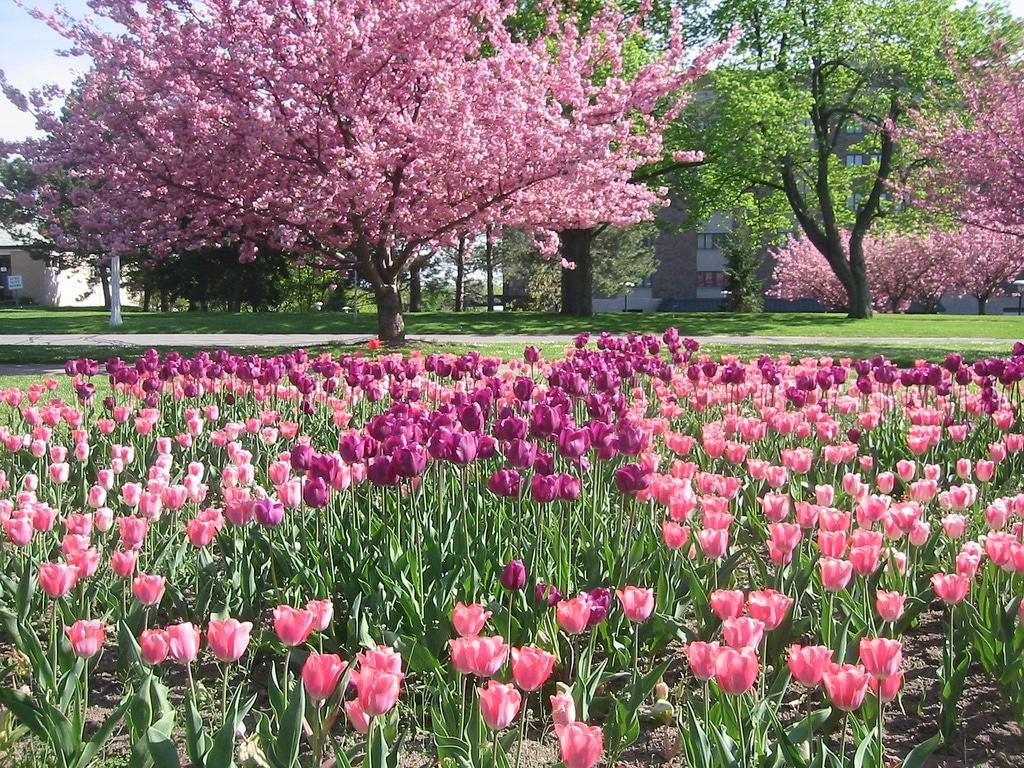 Highland Park