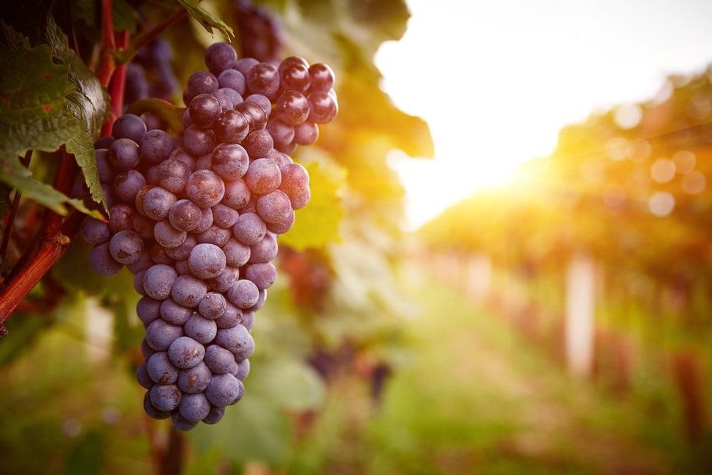 Vineyard