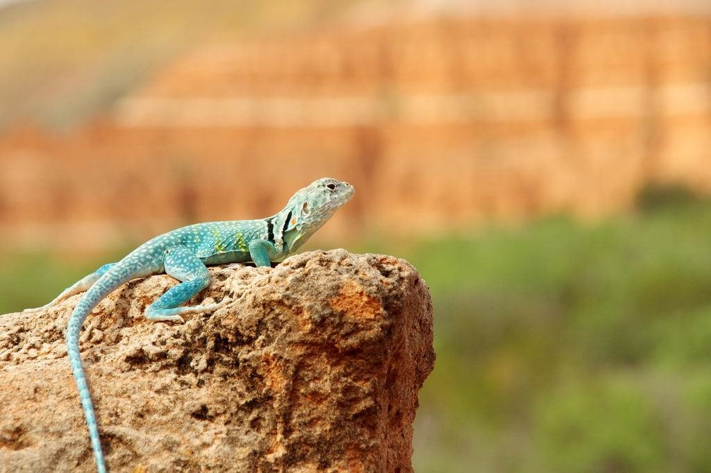 Palo Duro Canyon State Park