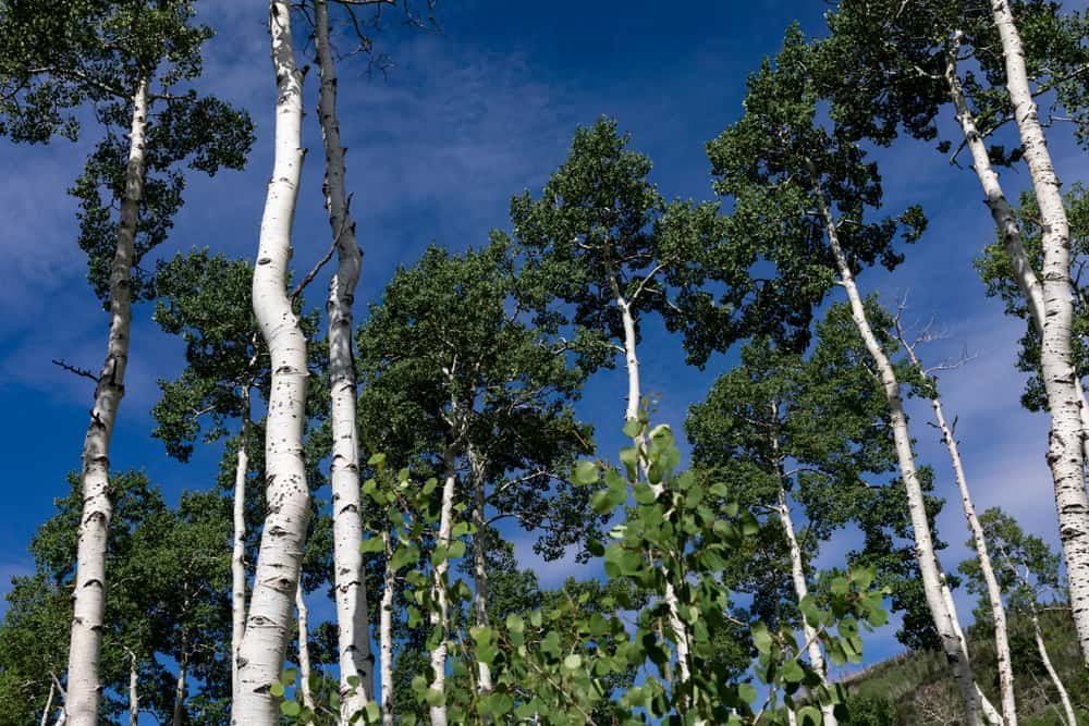 Pando the Trembling Giant, Richfield