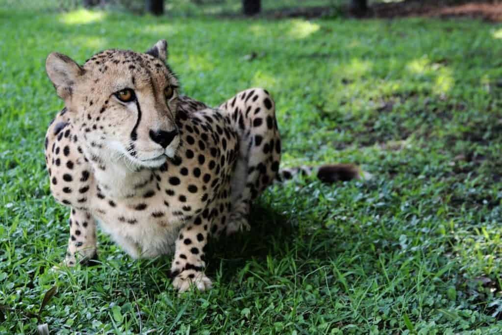 Panther Ridge Conservation Center