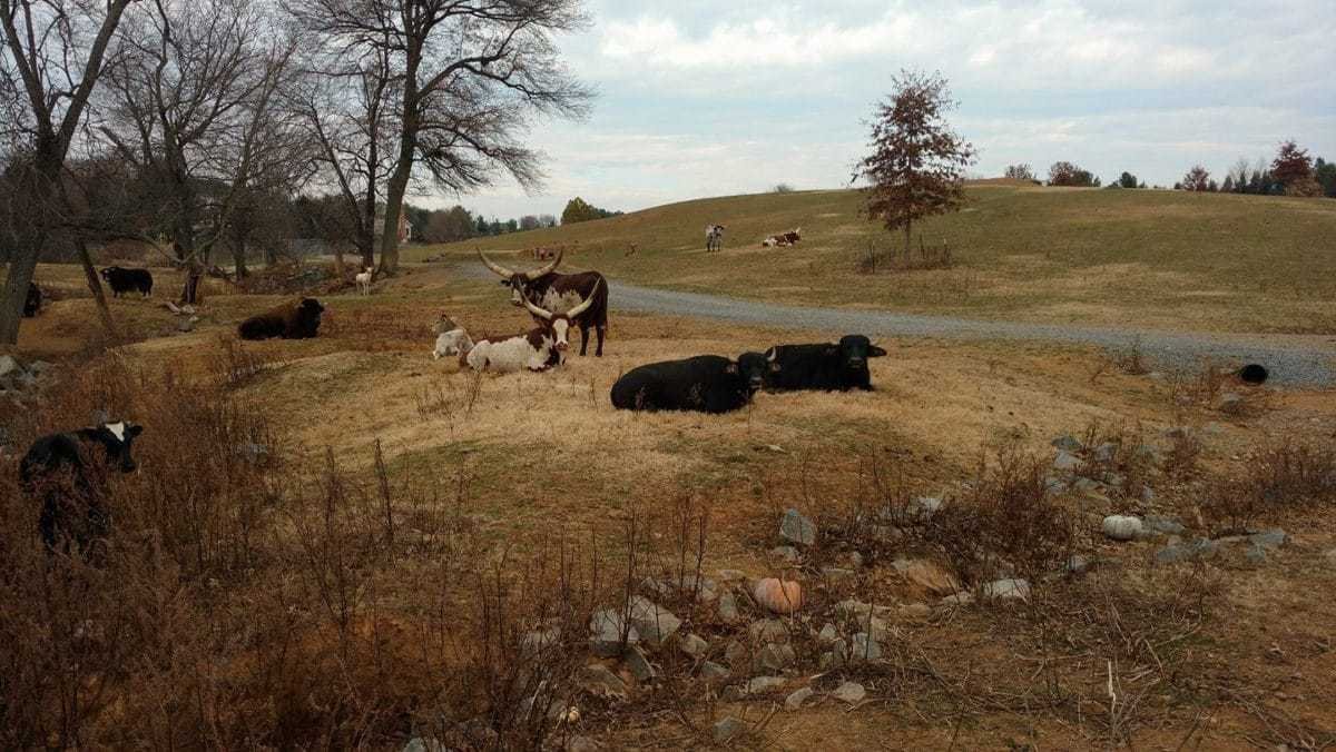 R Lazy J Wildlife Ranch