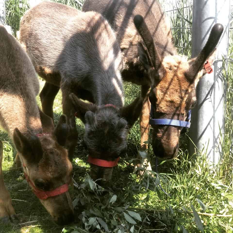 Reindeer Farm
