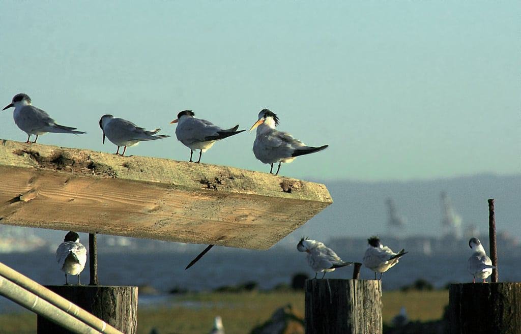 Birds along the Richmond Bay Trail