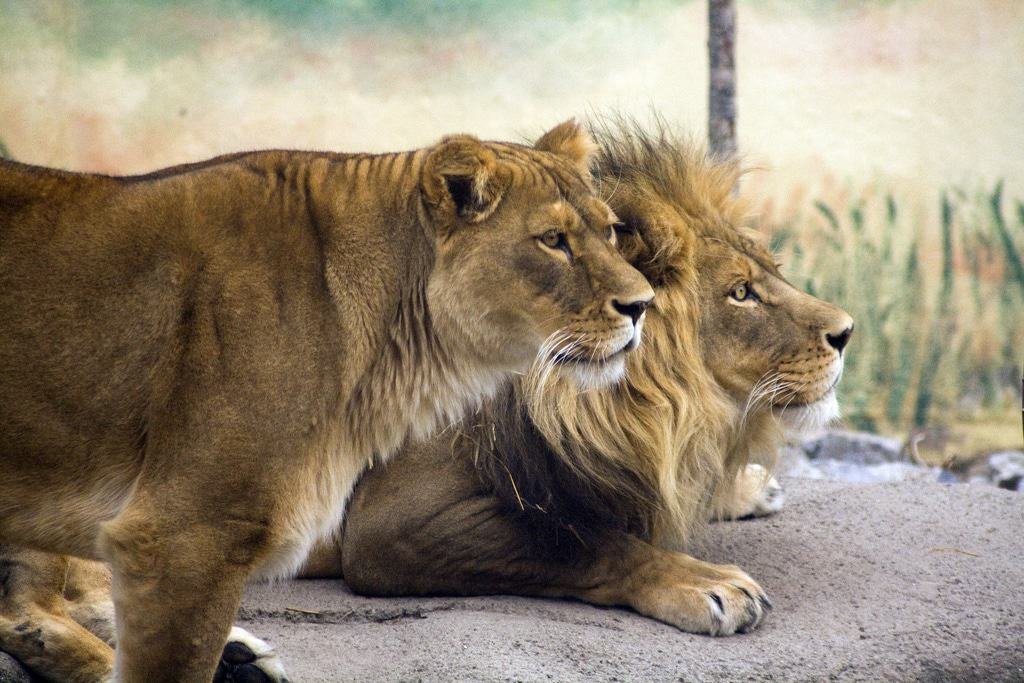 Rosamond Gifford Zoo
