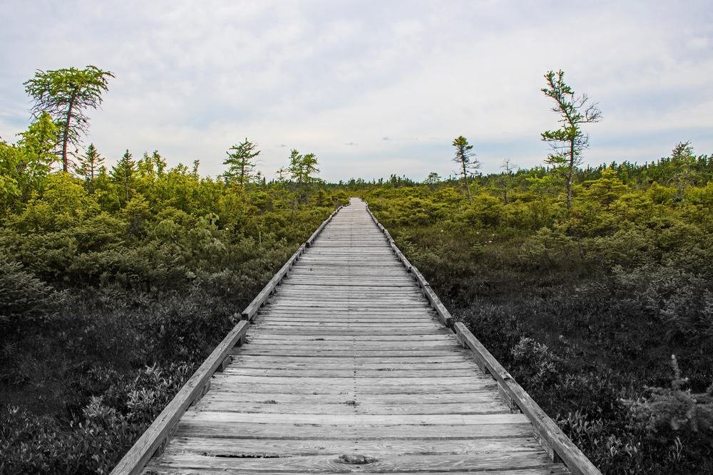 Orono Bog Boardwalk