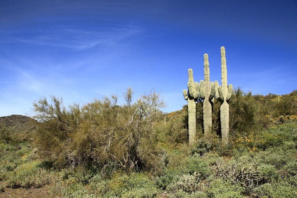 Cave Creek Regional Park