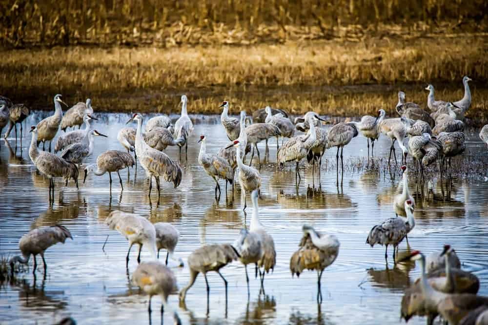Wheeler National Wildlife Refuge