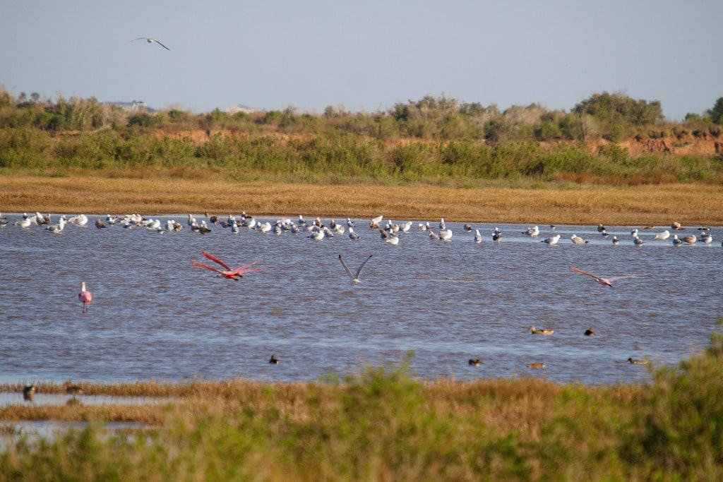 Brazoria National Wildlife Refuge