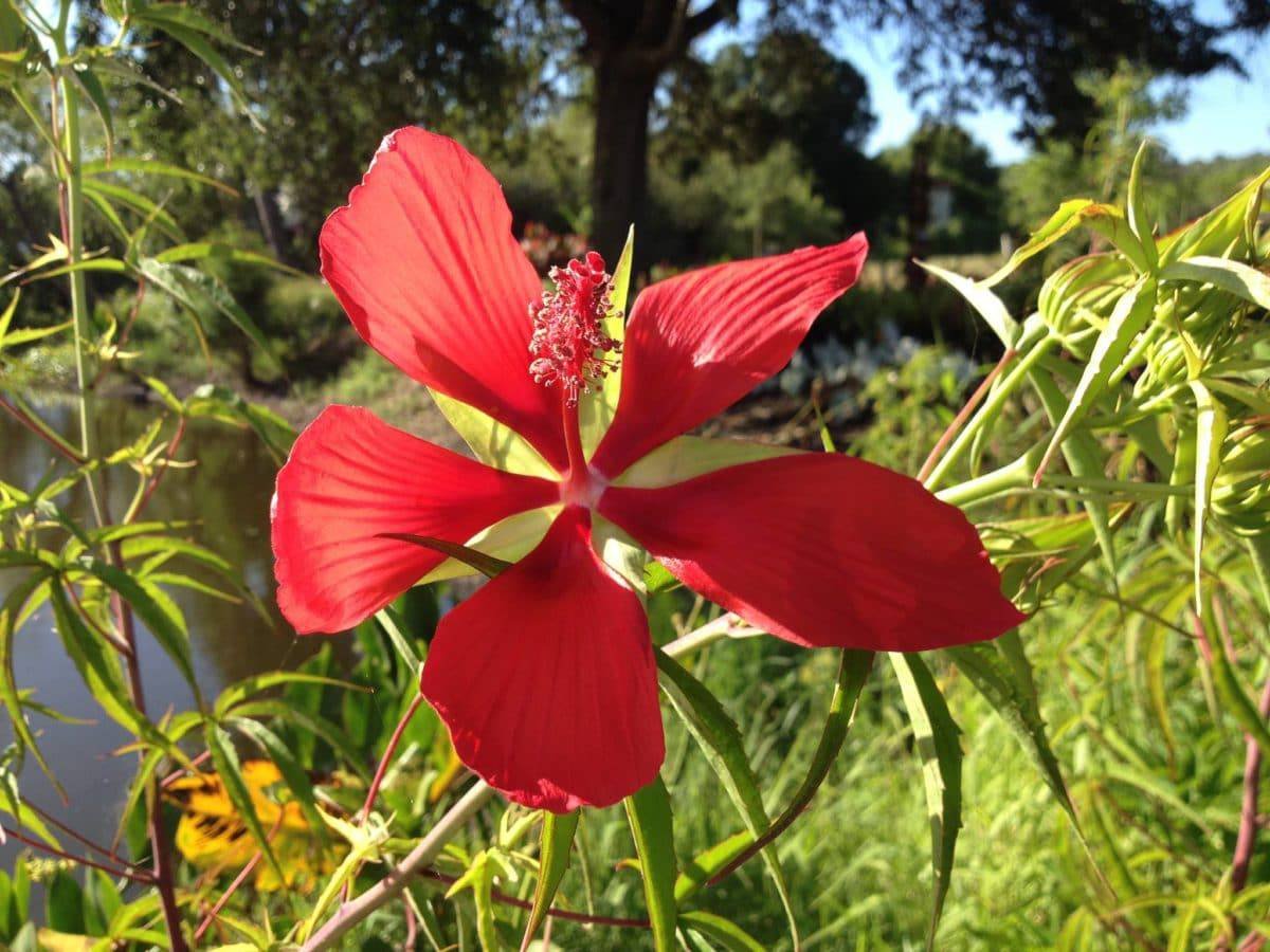 Brevard Botanical Garden