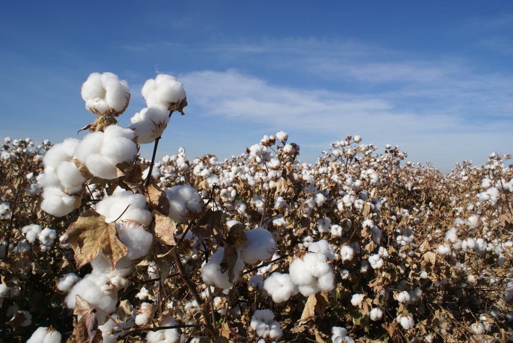 Arizona Cottonfield