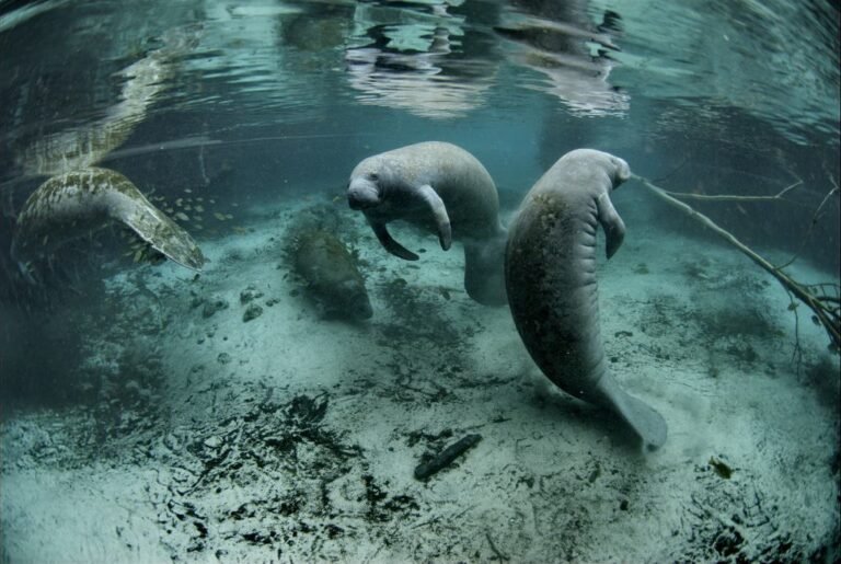 Crystal River National Wildlife Refuge