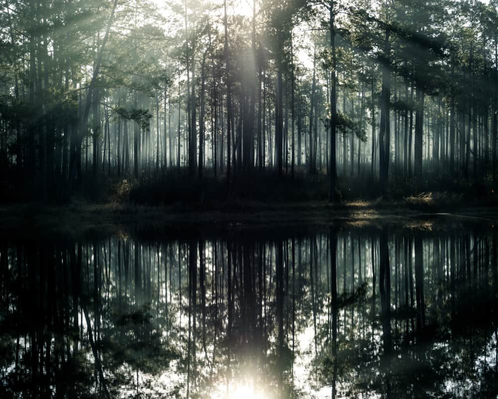 De Soto National Forest