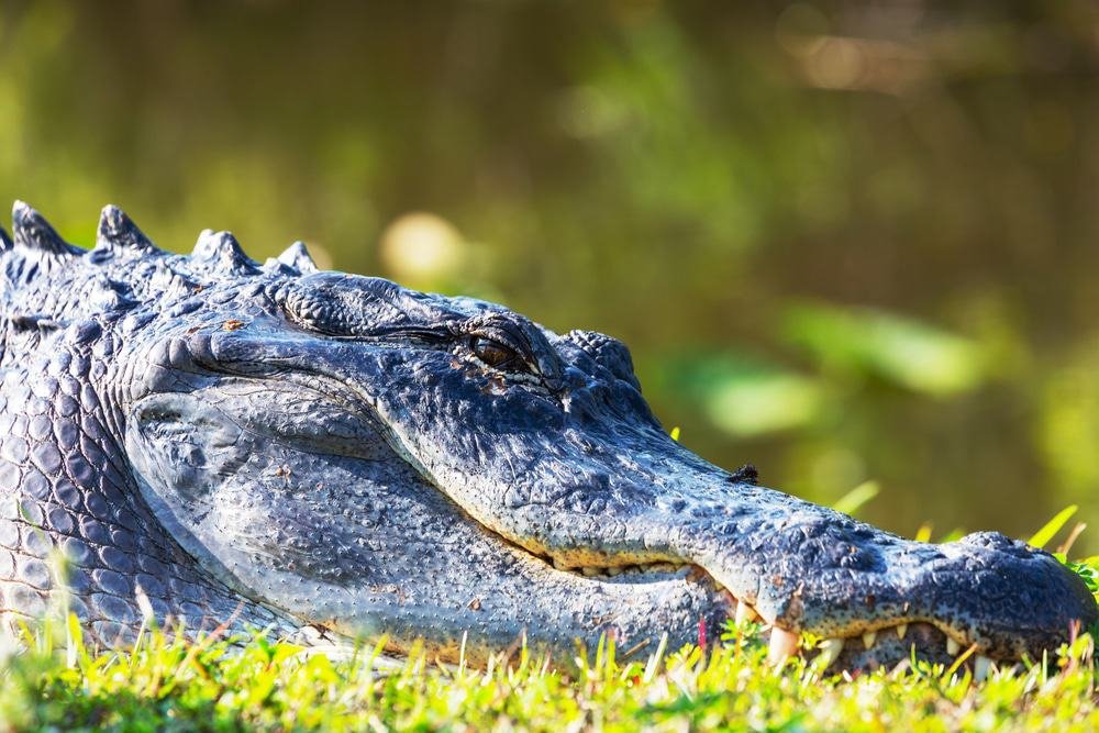 Everglades Wildlife
