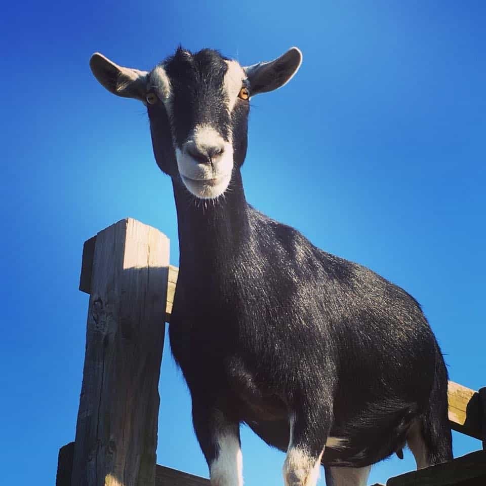 Hindinger Farm