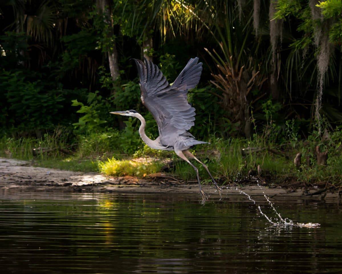 Lower Wekiva River Preserve State Park