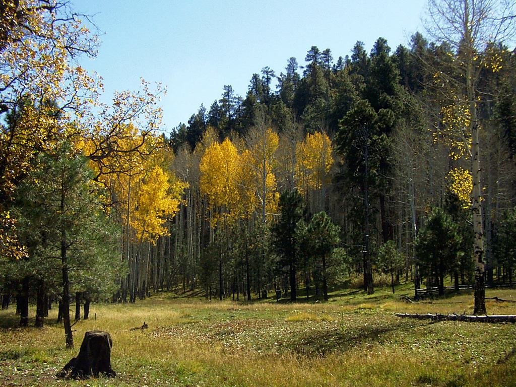 Woods in Munds Park, Arizona
