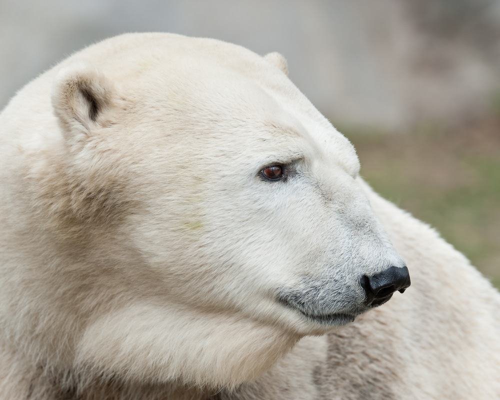 Polar Bear, Alaska
