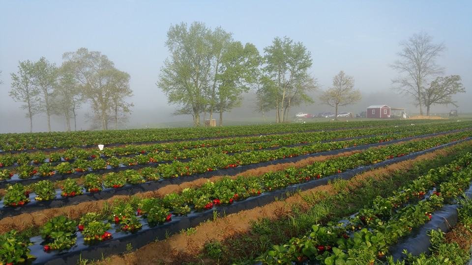 Sugar Hill U-Pick Farms
