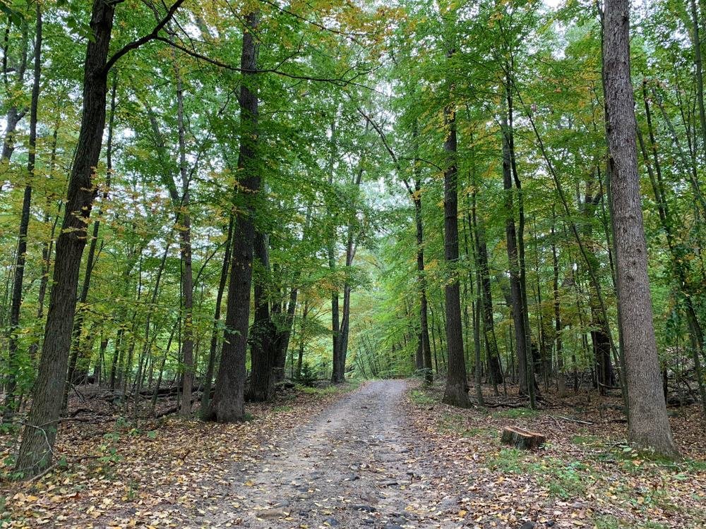 UConn Forest