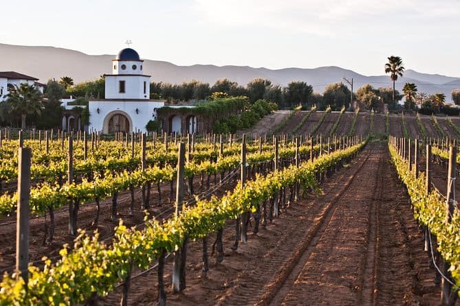 Baja Mexico Wine Tour