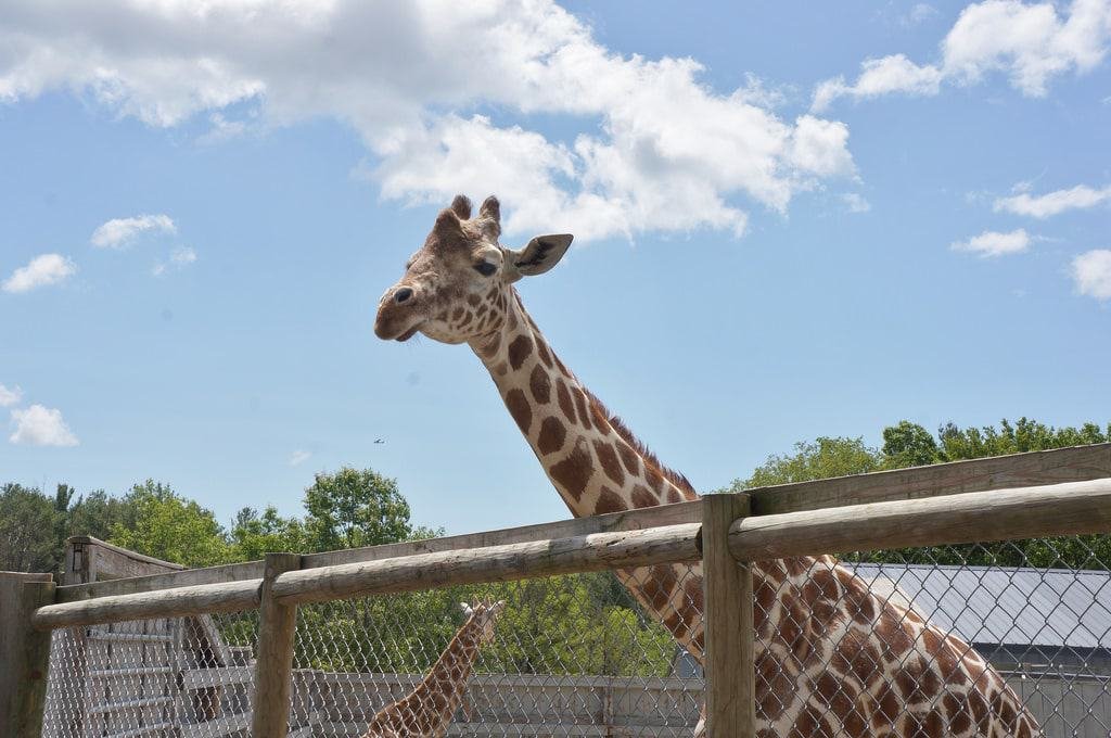 Adirondack Animal Land