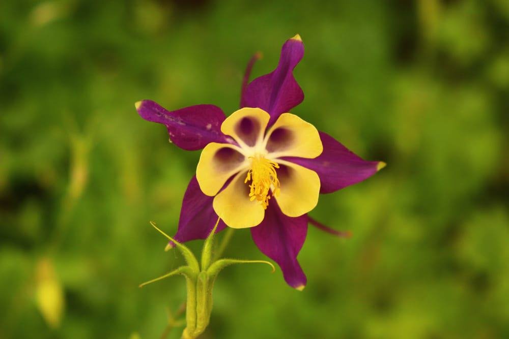 Betty Ford Alpine Gardens