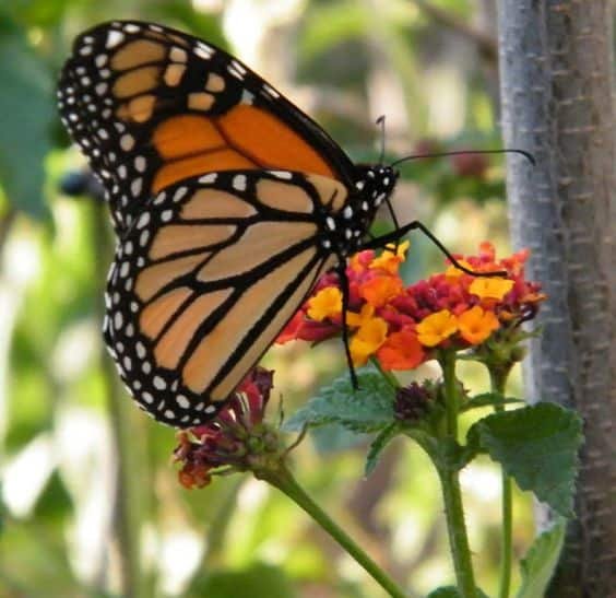 Butterfly Trail