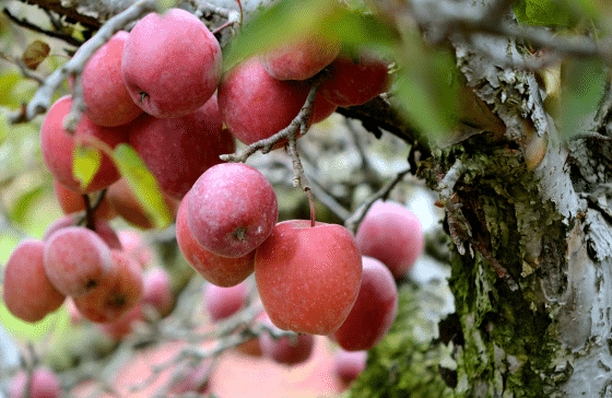 Curran’s Orchard