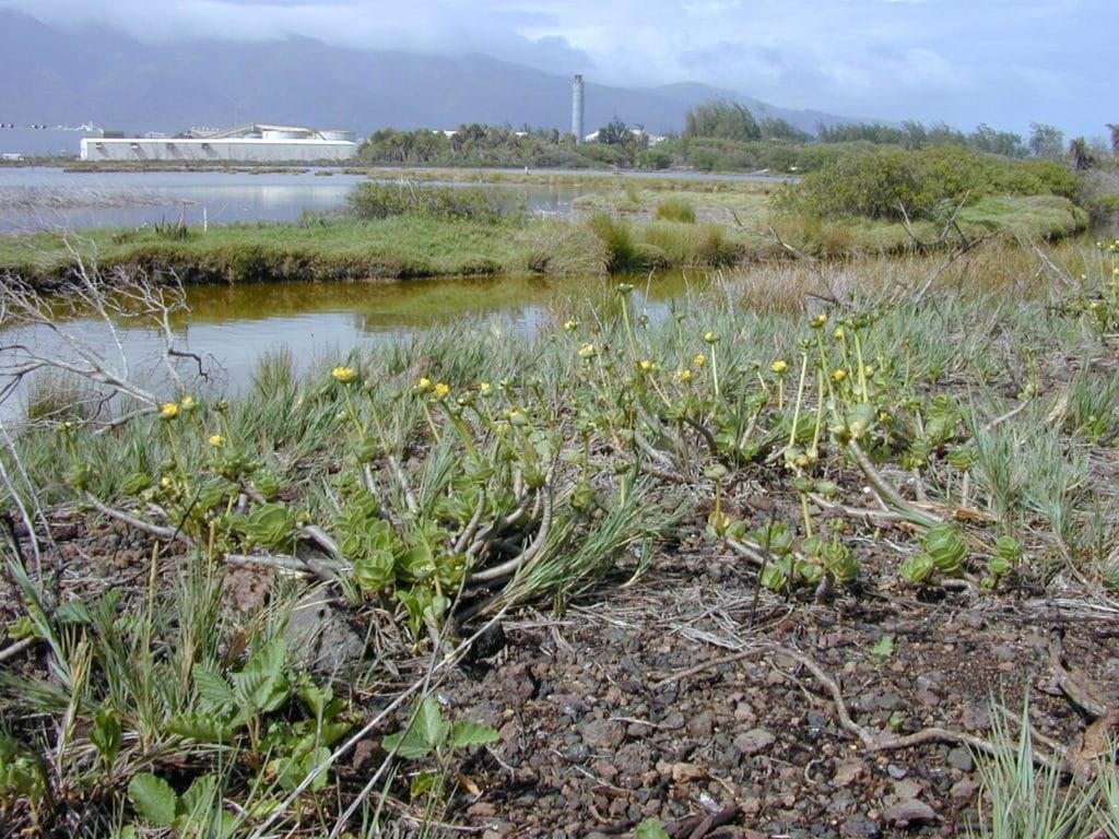 Kanaha Pond State Wildlife Sanctuary