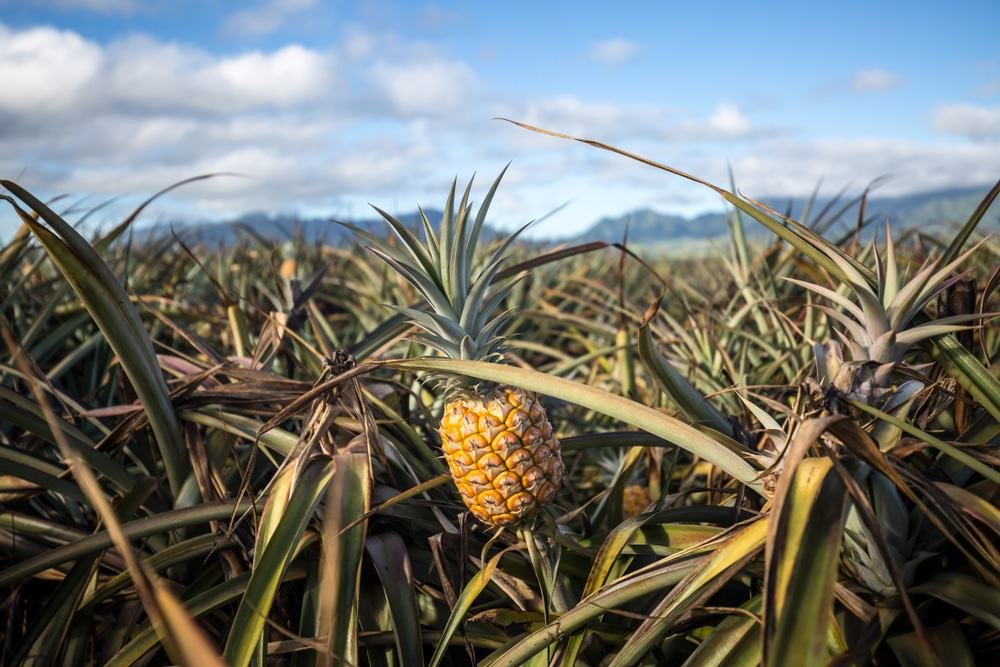 Maui Pineapple Farm