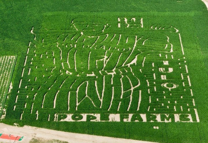 Pope's Pumpkin Patch & Corn Maze