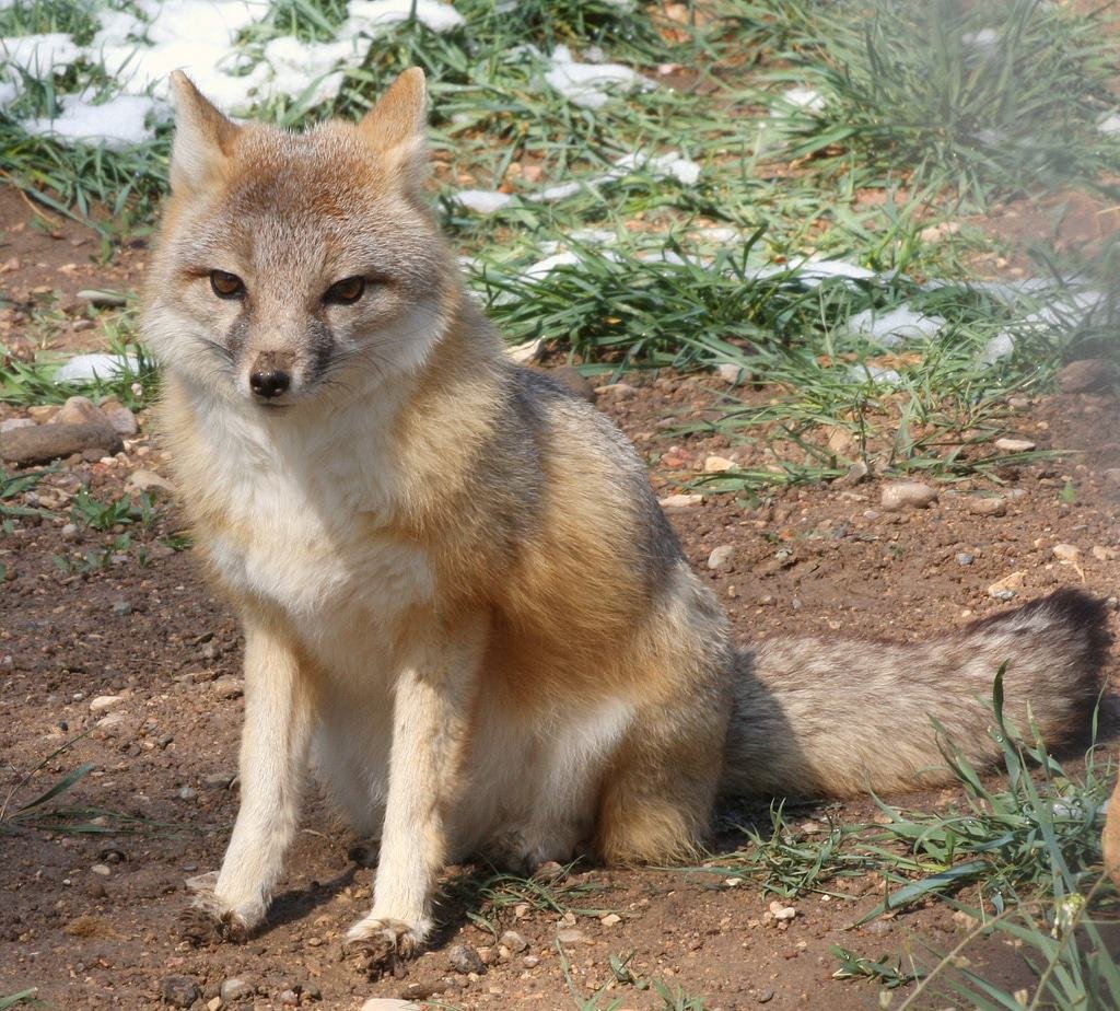 Pueblo Zoo