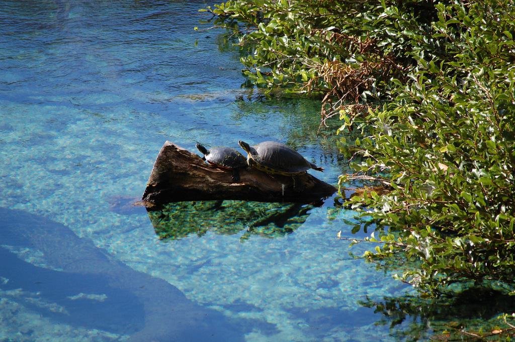 Rainbow Springs