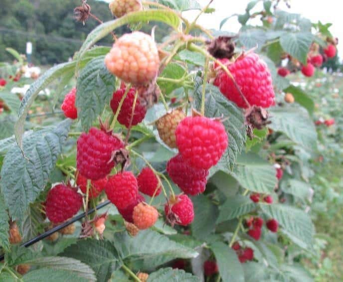 Raspberry Knoll Farm