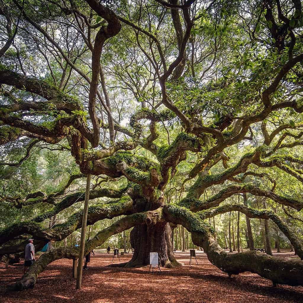 Angel Oak, Tryon, North Carolina