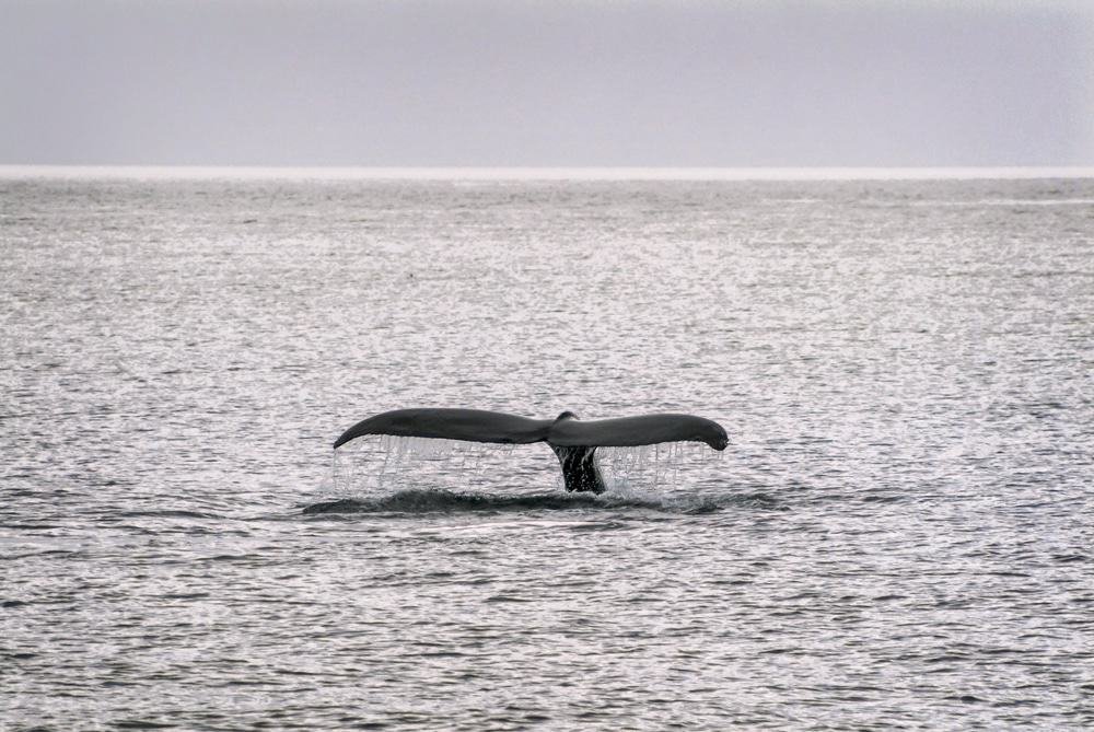 Sitka Whale