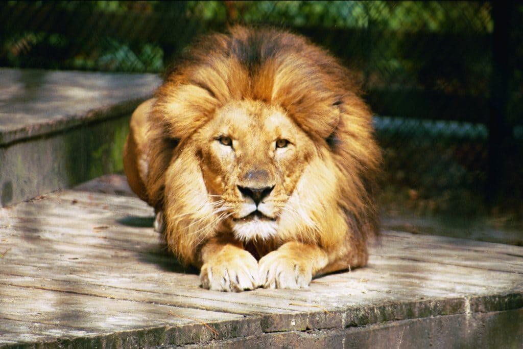 Zoo World Zoological Conservatory