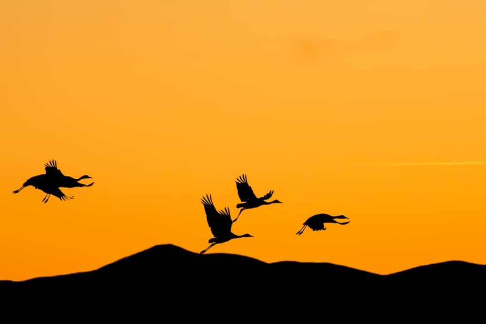 Apache Station Wildlife Viewing Area