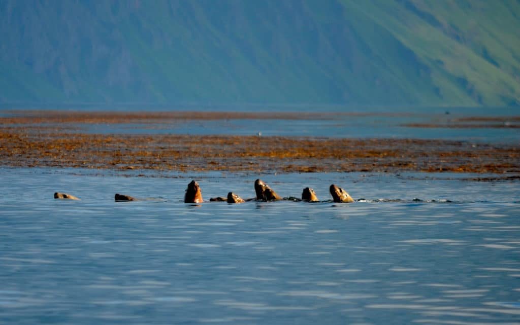 Dutch Harbour Spit Head