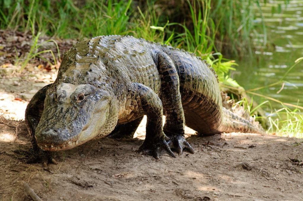 Everglades Holiday Park